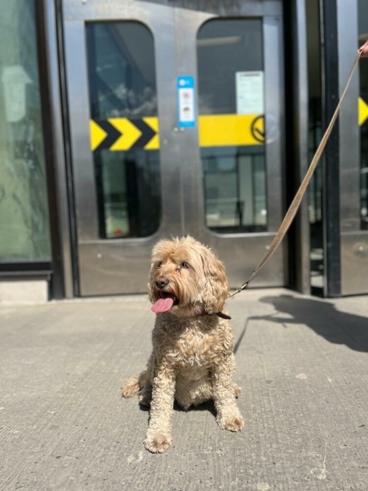 Ensemble Montréal veut le feu vert pour les chiens en laisse dans le réseau de la STM