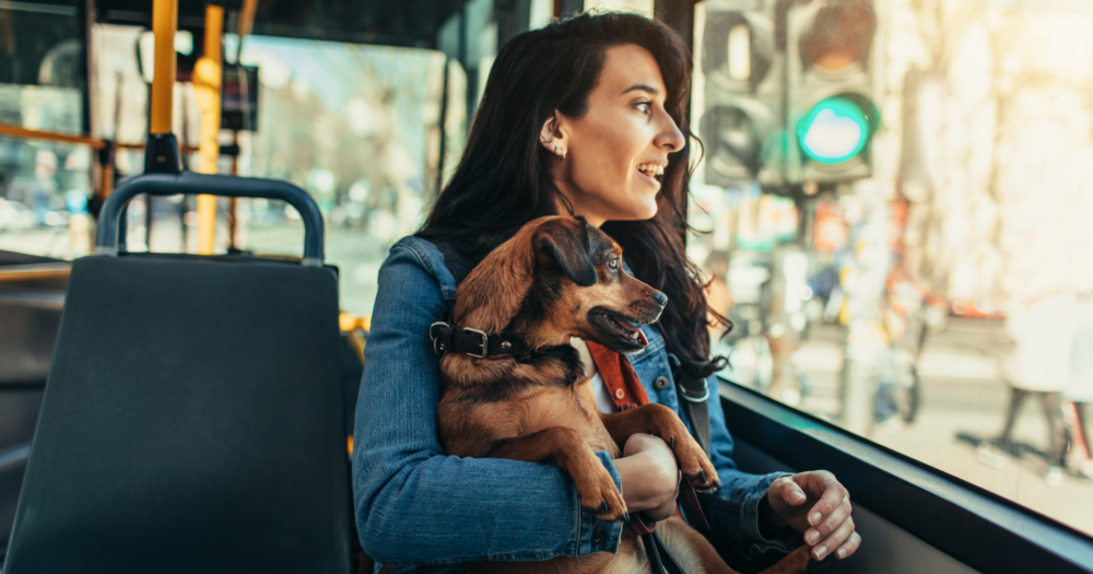 Ensemble Montréal Pushes to Expand Dog Access to STM Bus Network